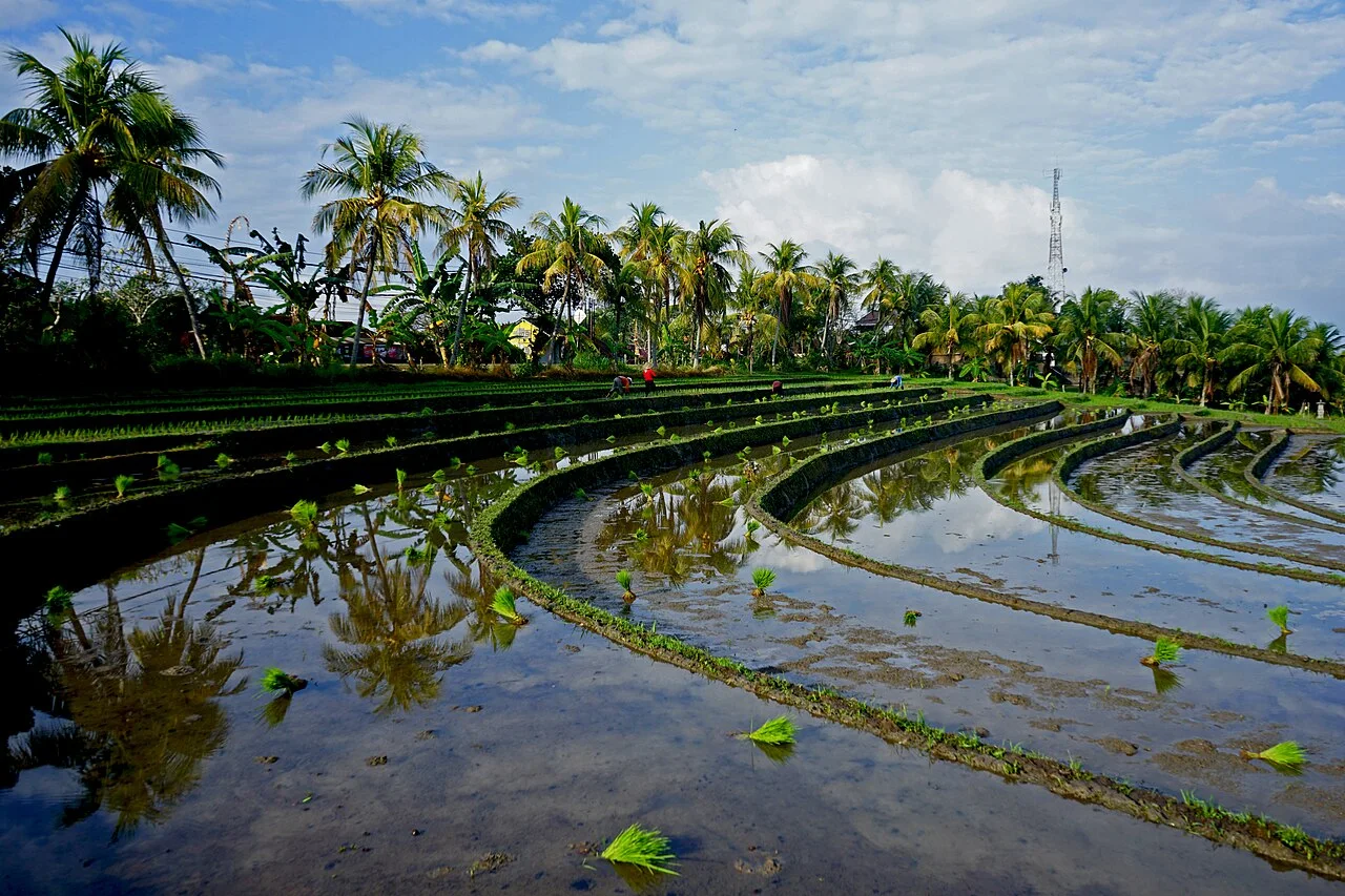 Terraced rice fields near Antap in the Soka area of Tabanan, Bali