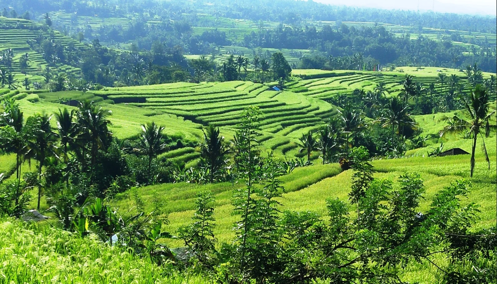Lush green rice terraces stepping across the hills of Jatiluwih, Bali