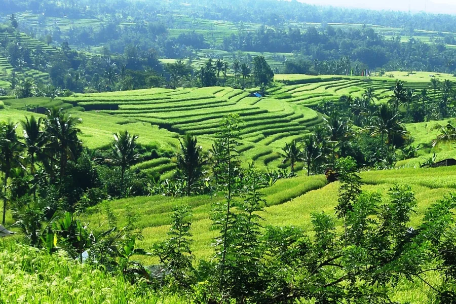 Lush green rice terraces stepping across the hills of Jatiluwih, Bali